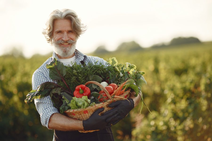 Senior with box vegetables garden background sunse Senior with box vegetables garden background sunse